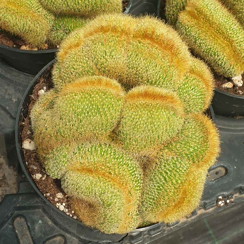 notocactus leninghausi crestato