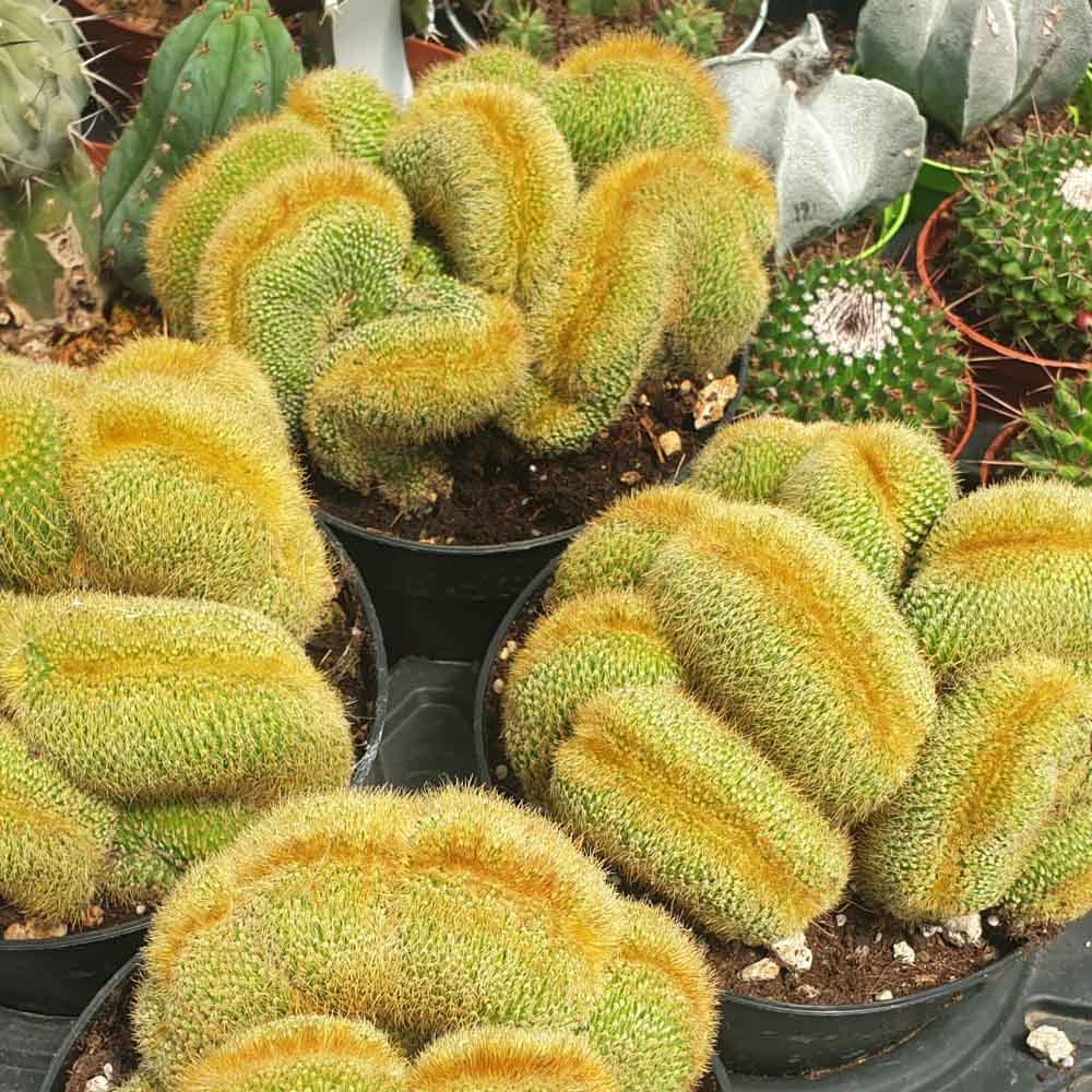 notocactus leninghausii crestato