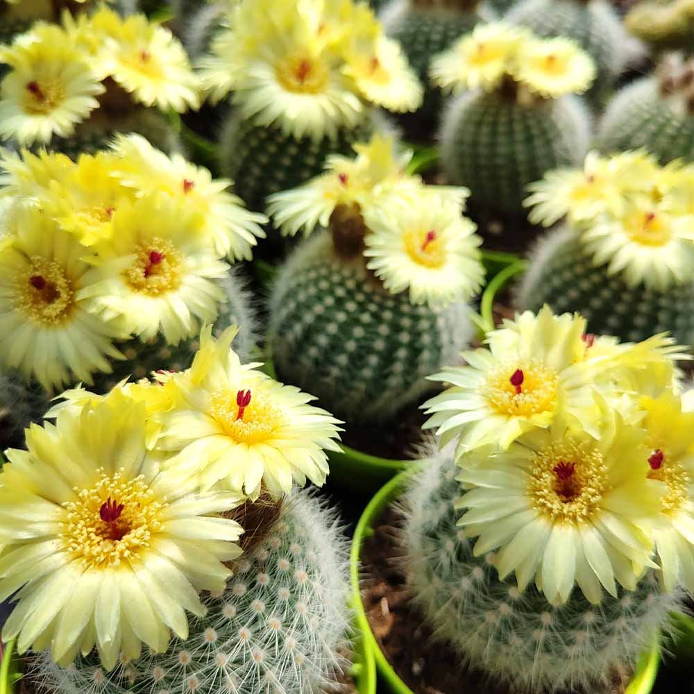 notocactus scopa fiore