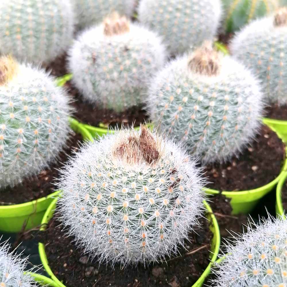 notocactus scopa