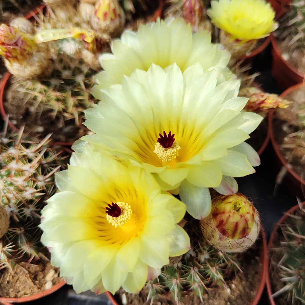 notocactus submammullosus fiore