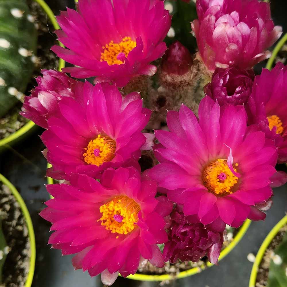 notocactus uebelmannianus inermis fiore