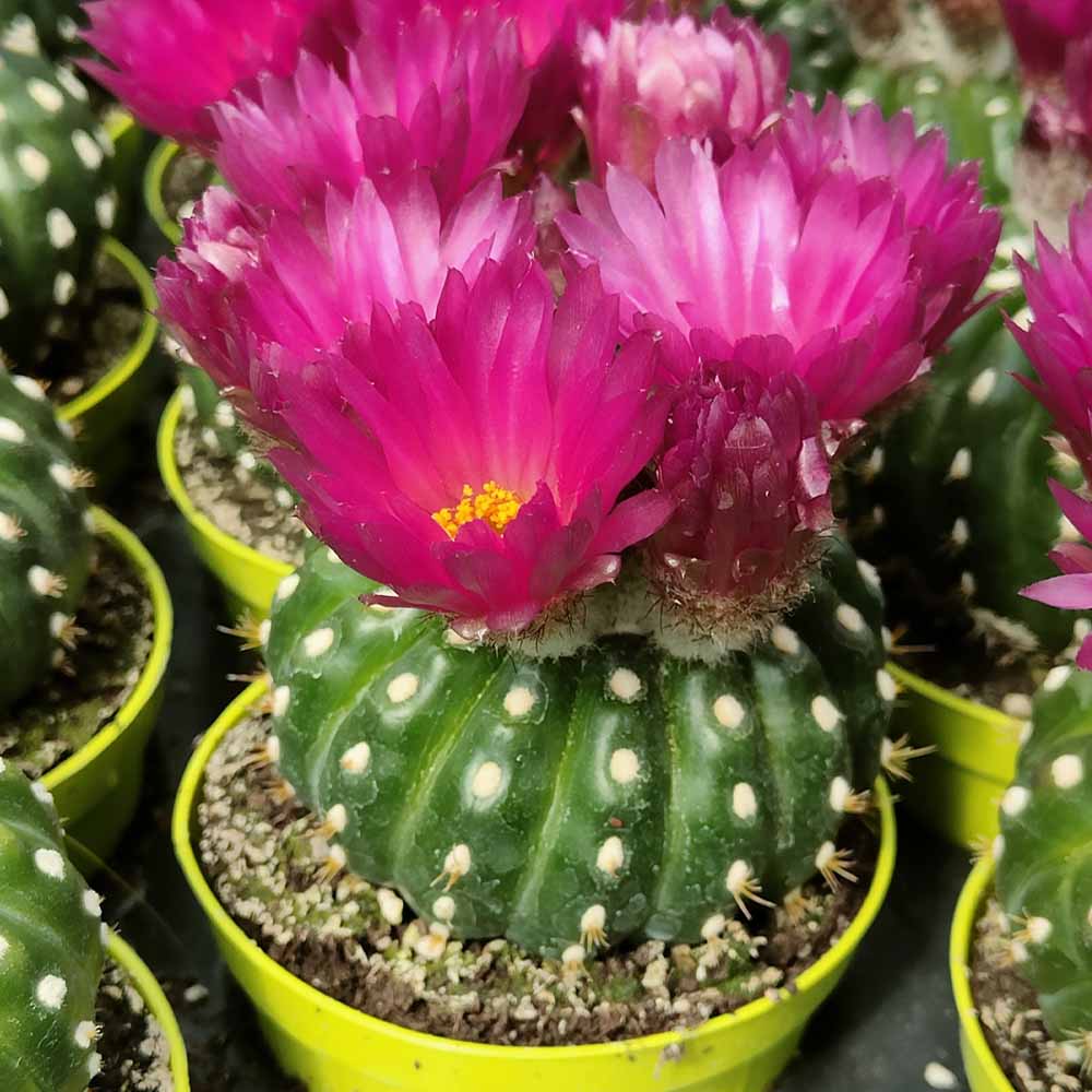 notocactus uebelmannianus inermis