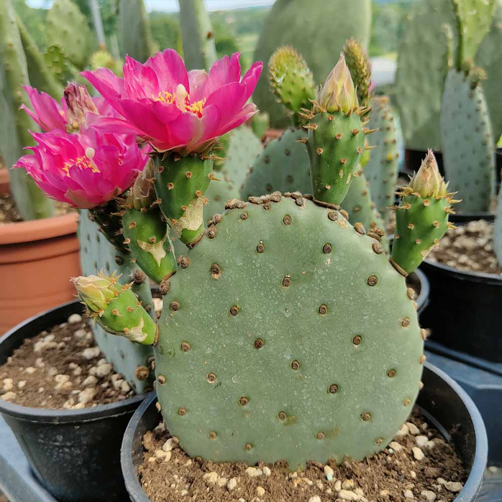 opuntia basilaris