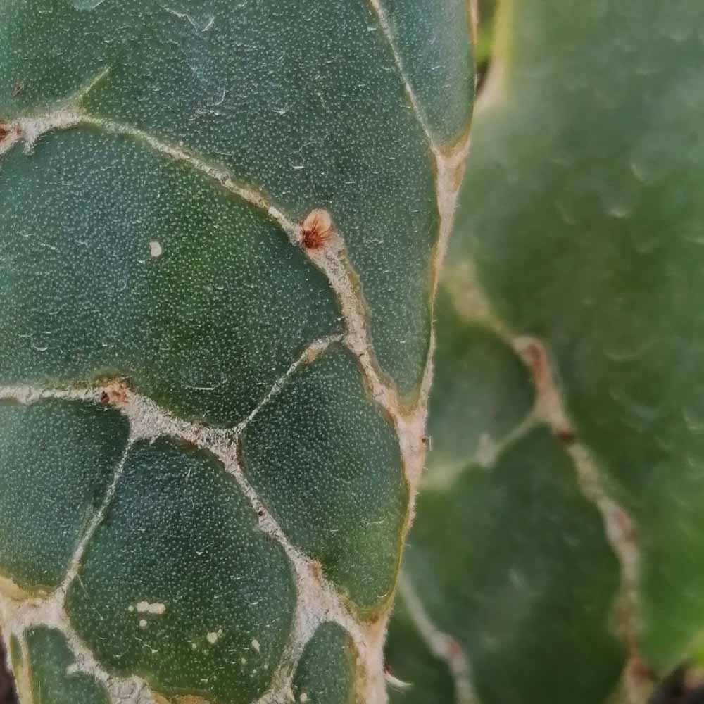 opuntia cobra reticulata