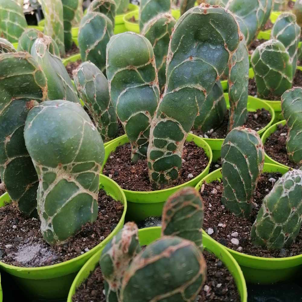opuntia cobra pianta