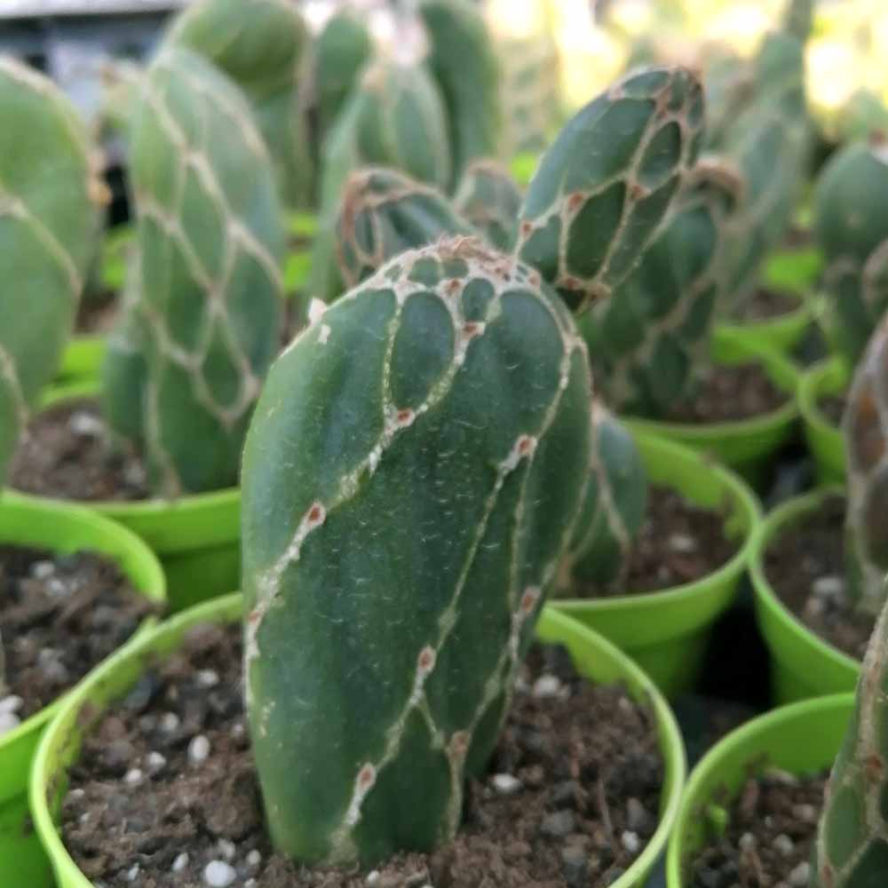 opuntia cobra