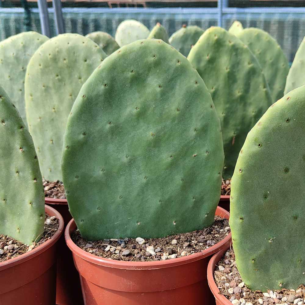 opuntia fico d india pianta