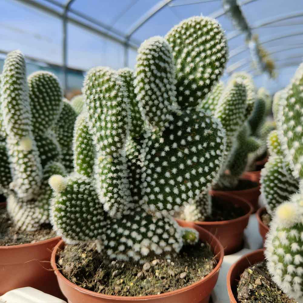 opuntia microdasys albata