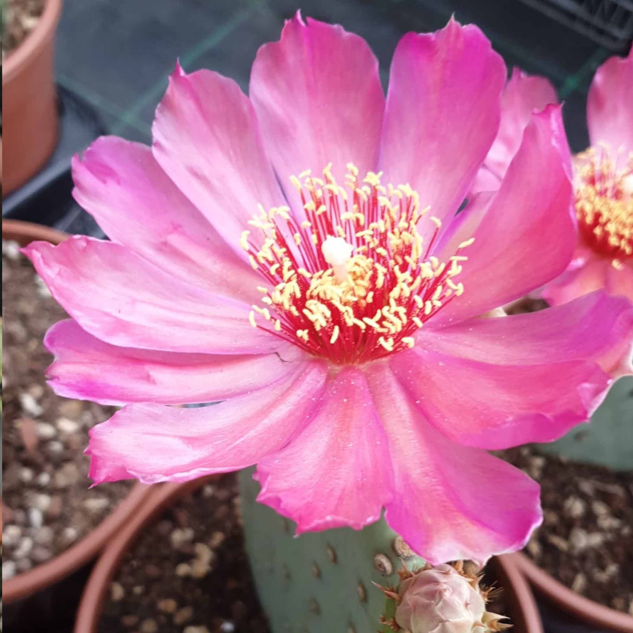 opuntia basilaris fiore