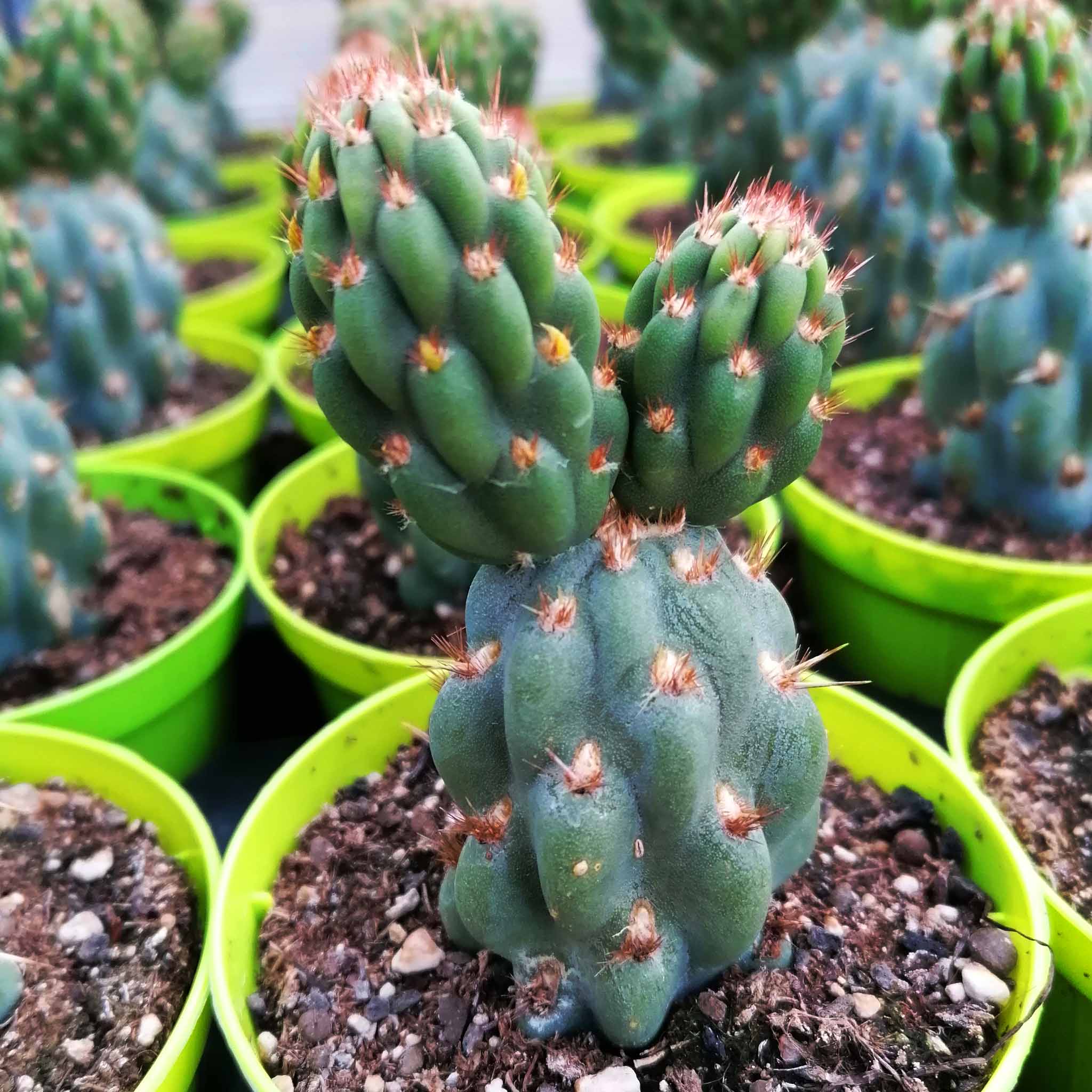 opuntia miquelii