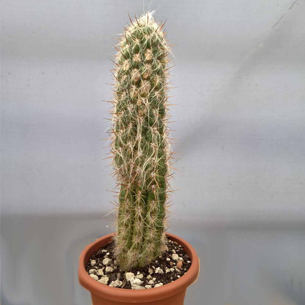 oreocereus cactus