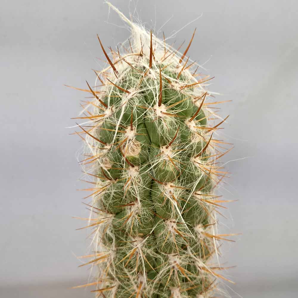 oreocereus celsianus