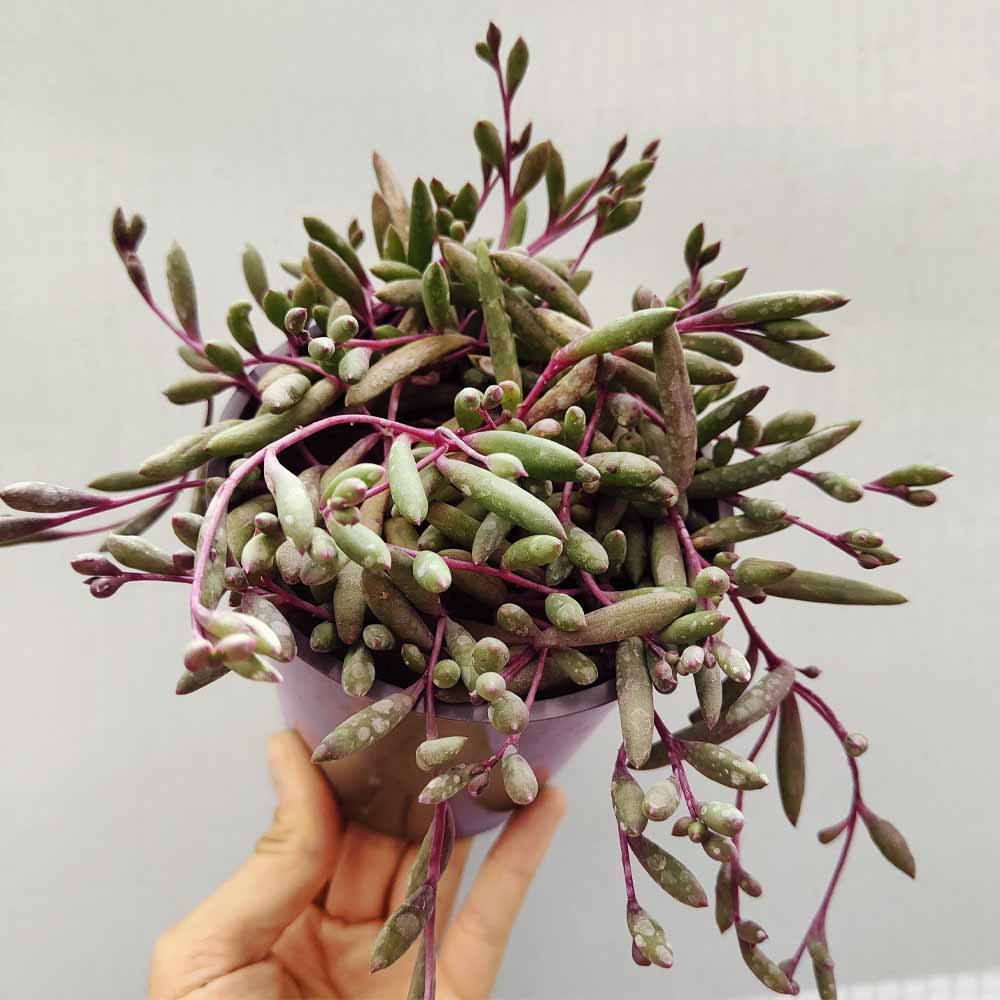 othonna capensis