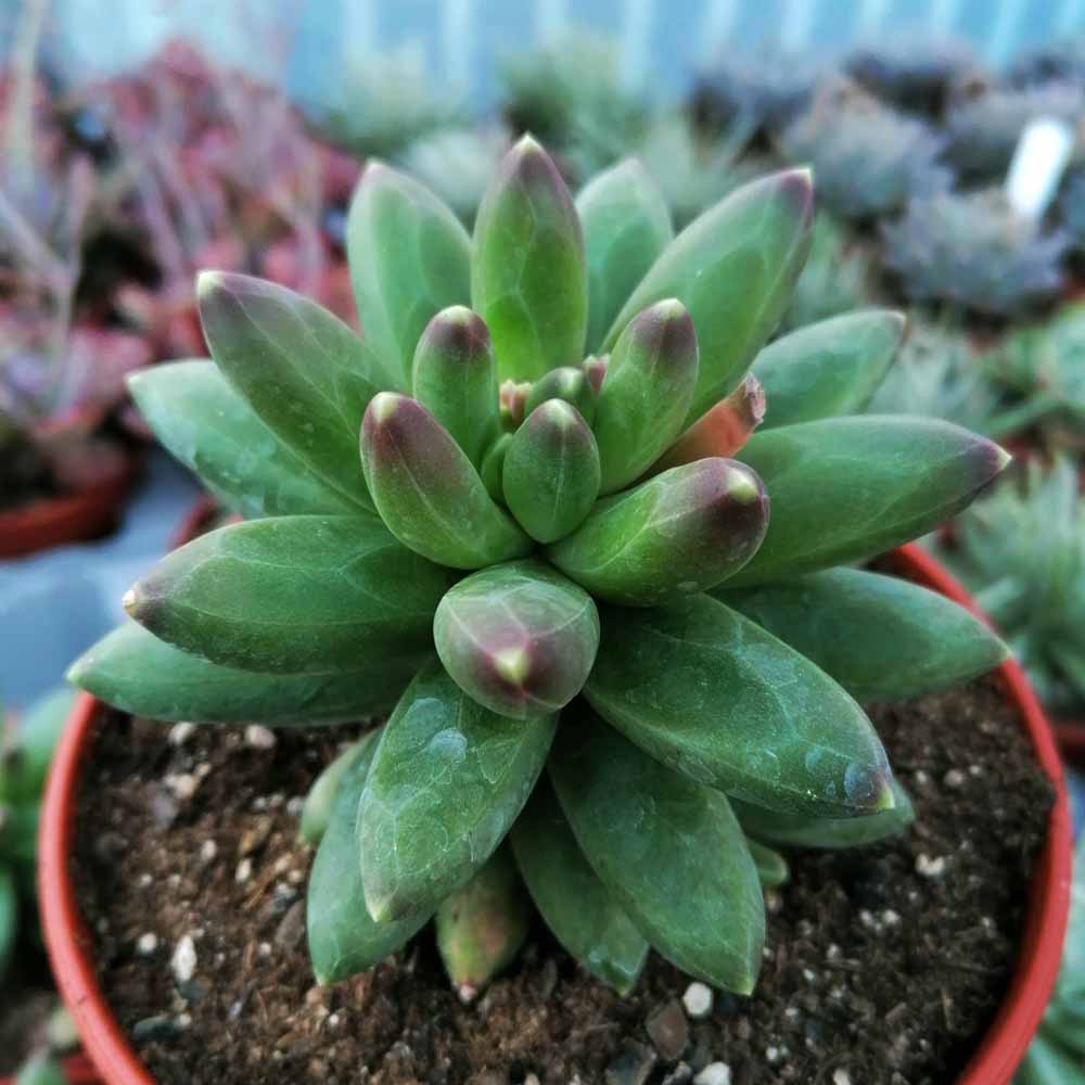 pachyphytum compactum pianta