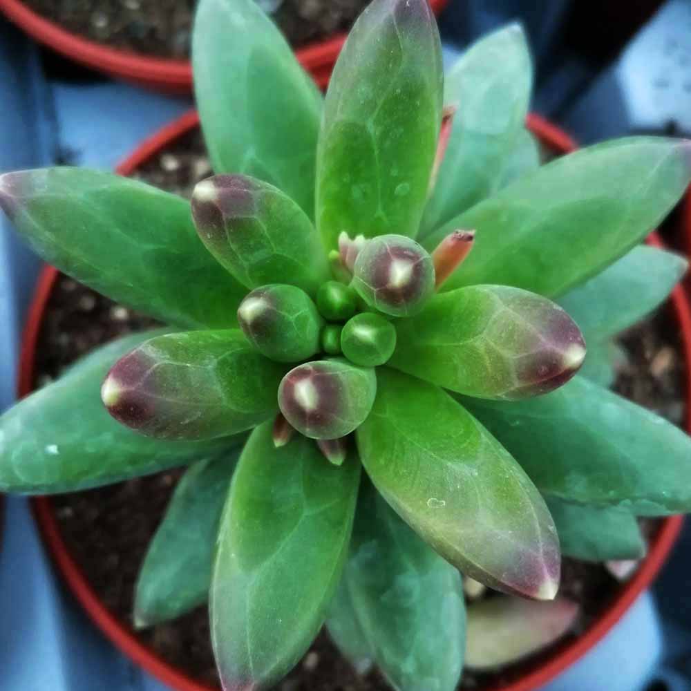 pachyphytum compactum