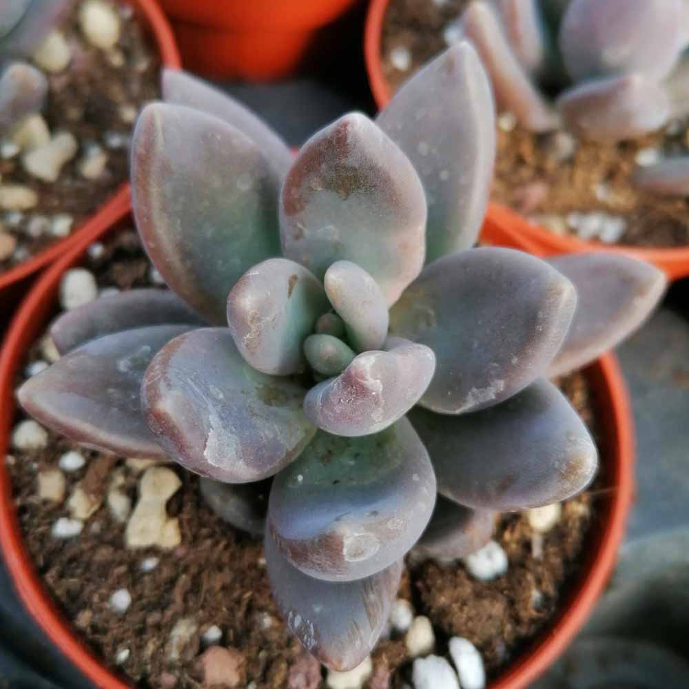 pachyveria blue mist