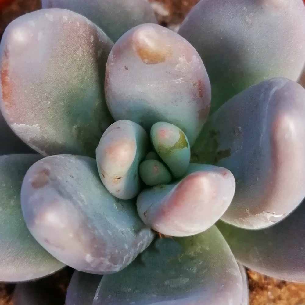 pachyveria blue mist