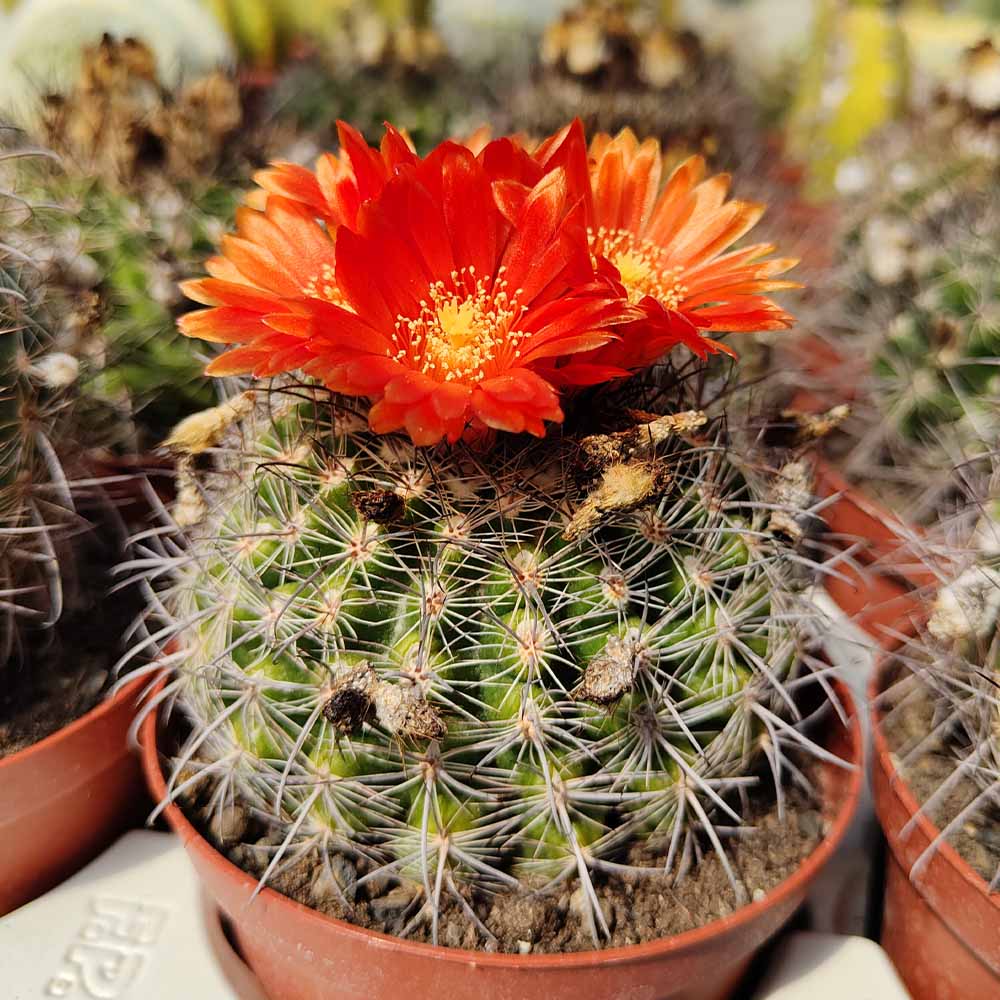 parodia mairanana