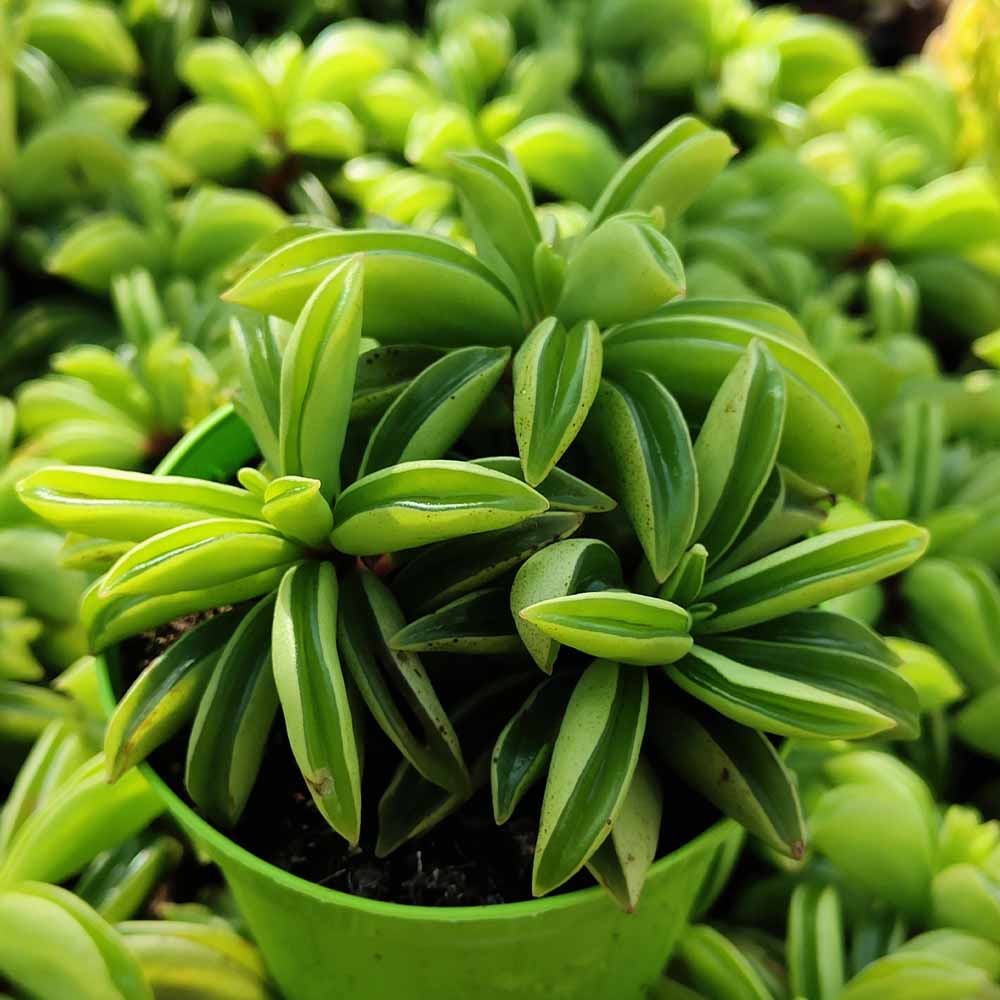 peperomia dolabriformis verde