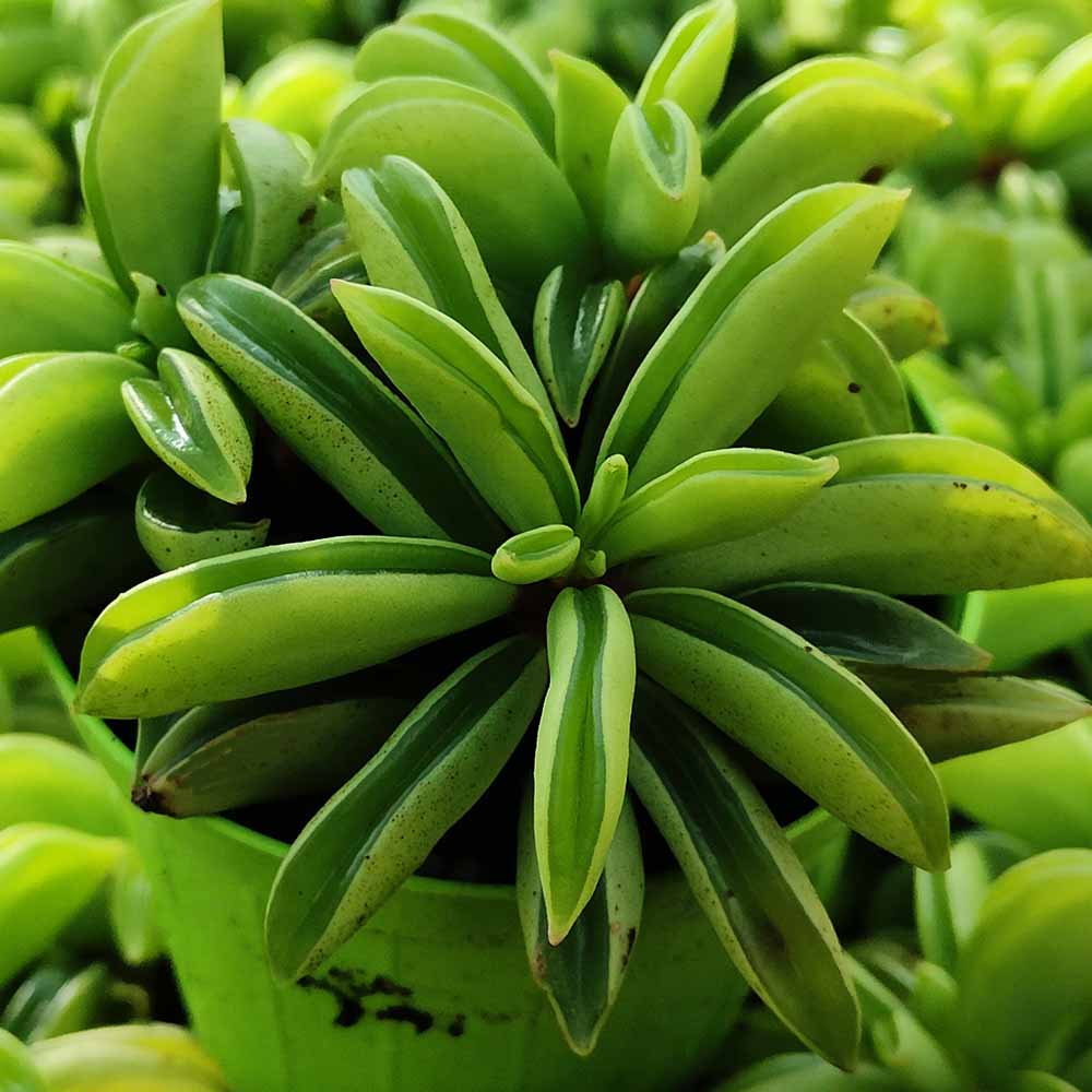 peperomia verde
