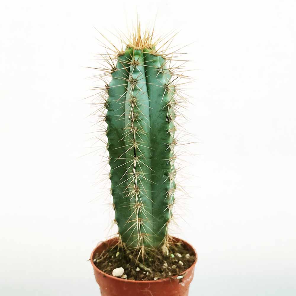 pilosocereus azureus