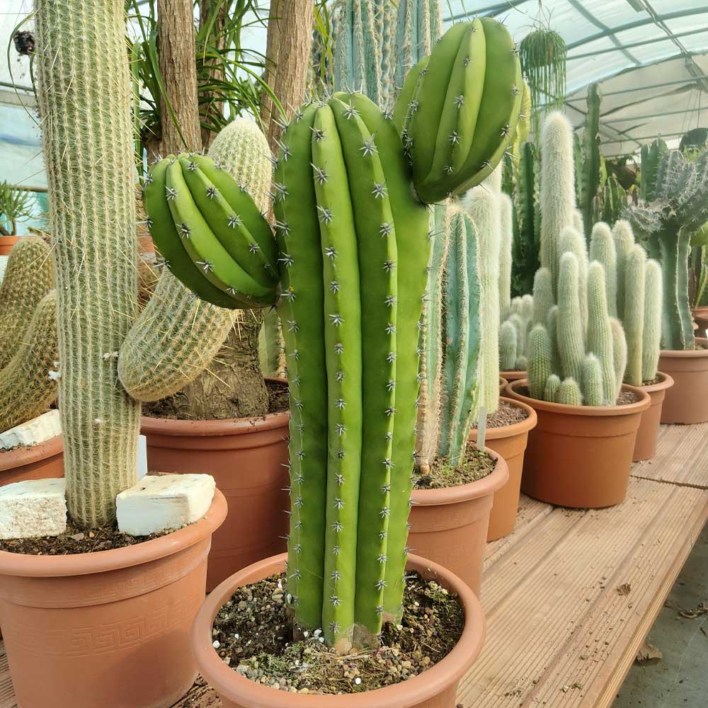 polaskia chichipe