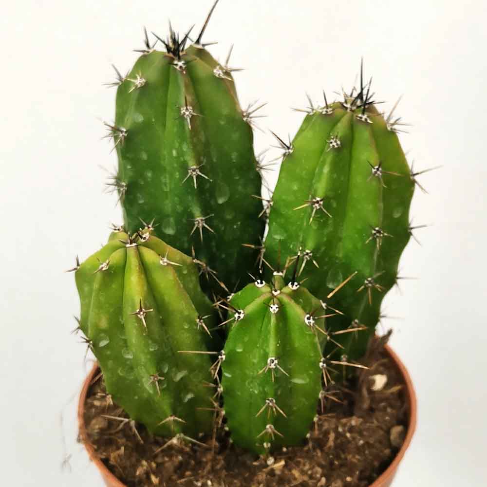 polaskia chichipe cactus
