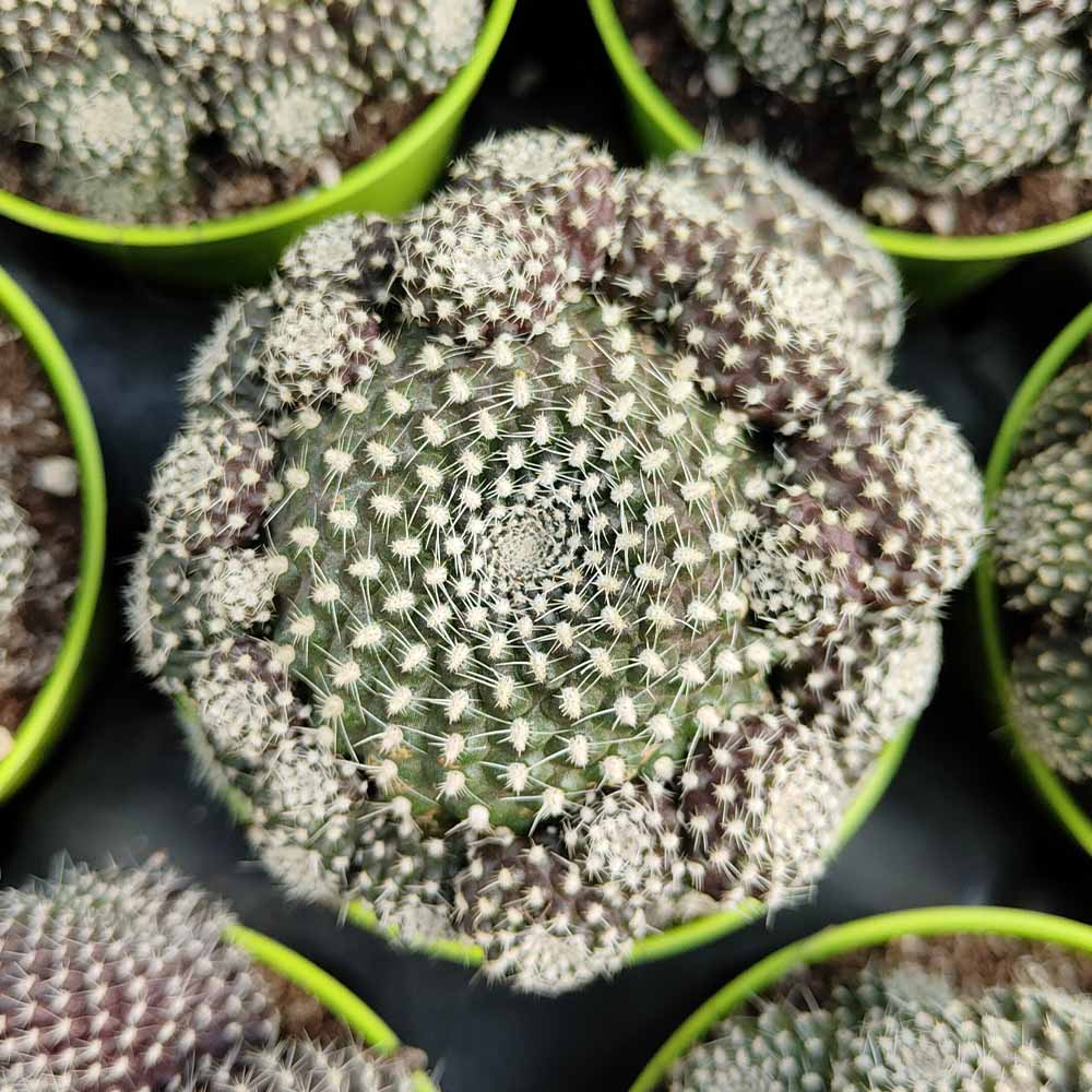 rebutia krainziana