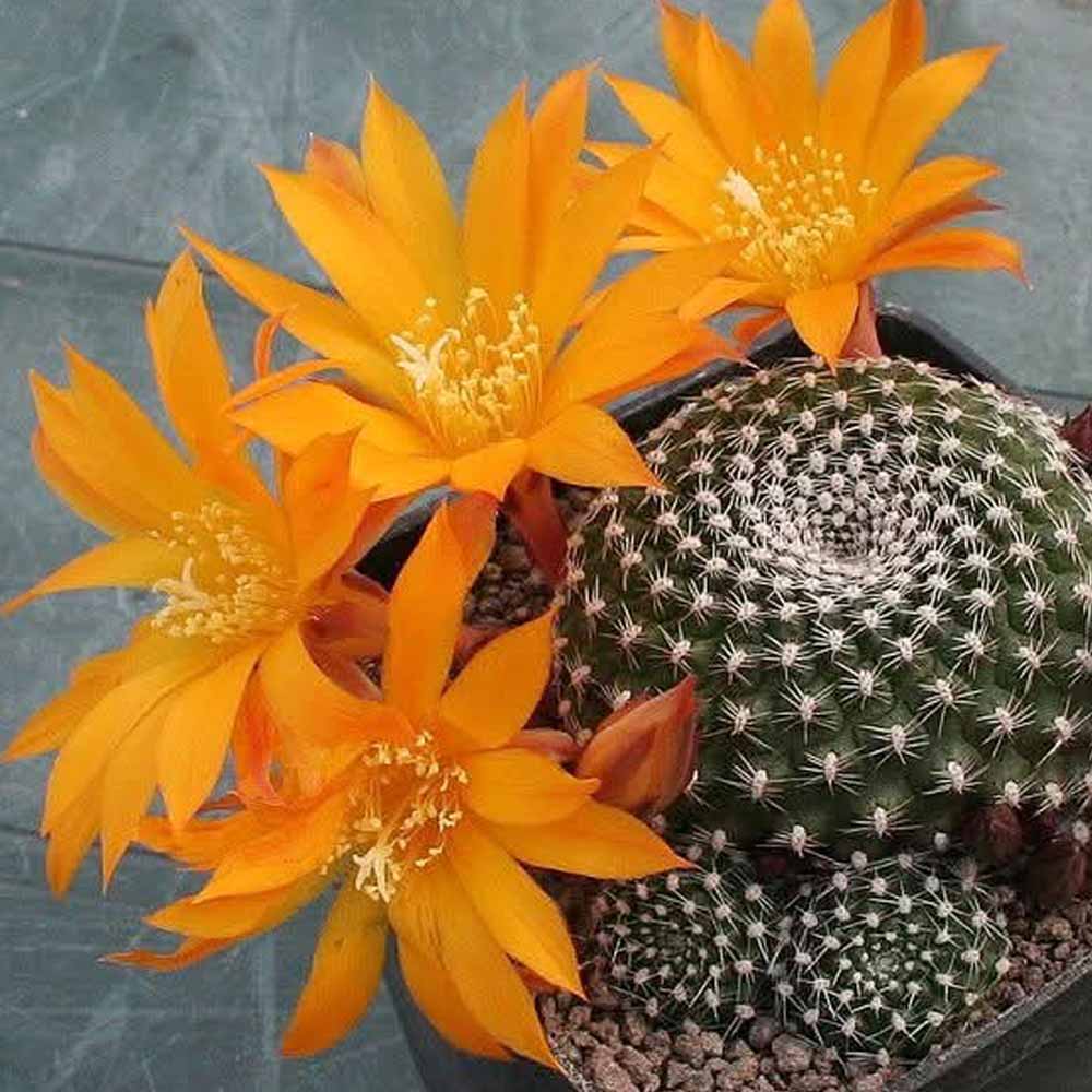 rebutia krainziana fiore