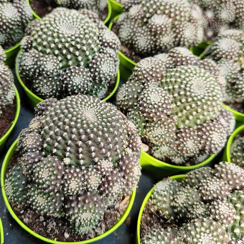 rebutia krainziana