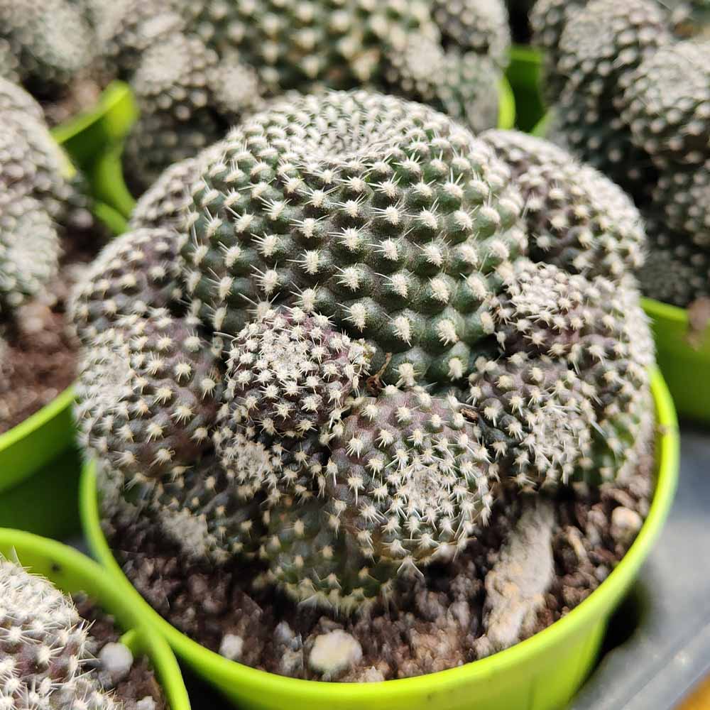 rebutia krainziana