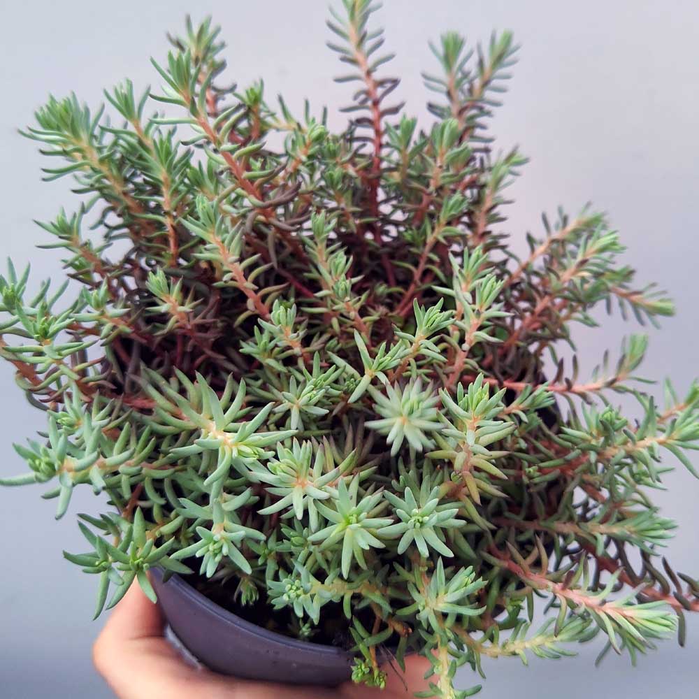 sedum REFLEXUM