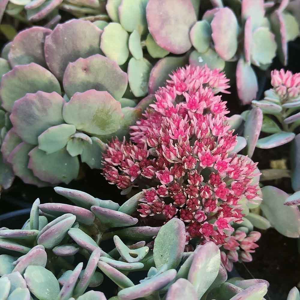 sedum coca cola