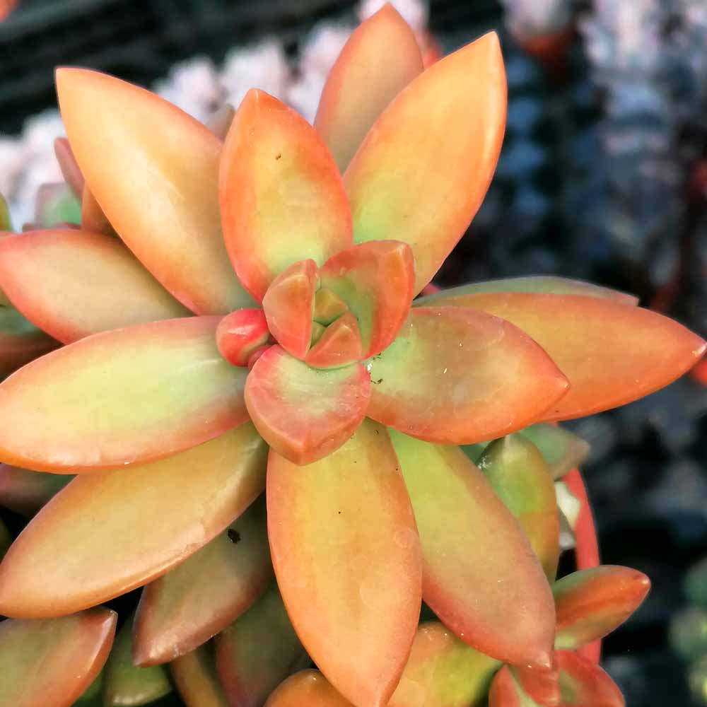 sedum nussbaumerianum