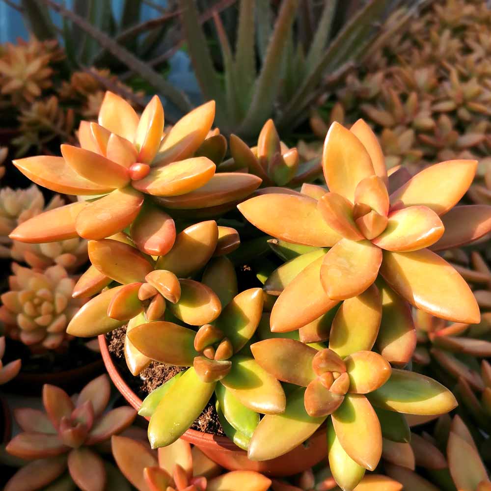 sedum nussbaumerianum