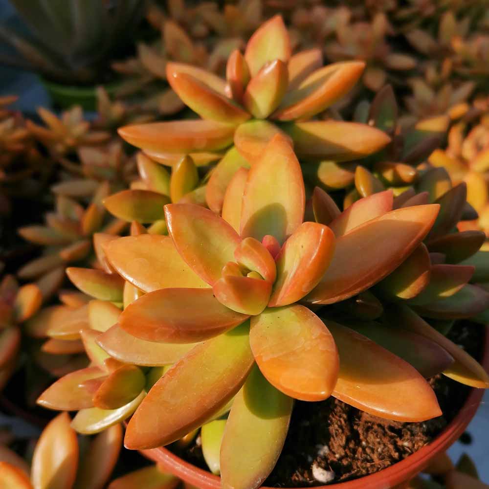 sedum nussbaumerianum pianta