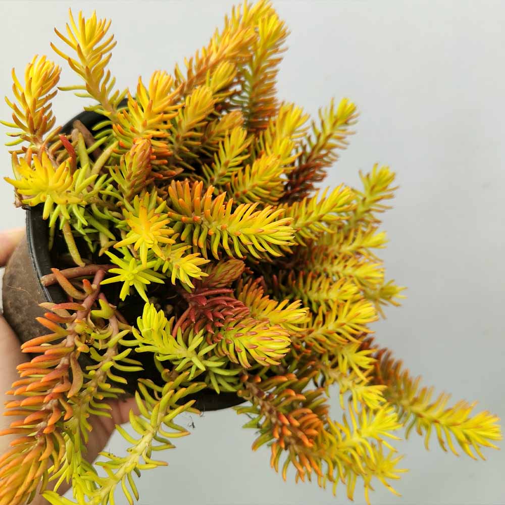 sedum reflexum gold
