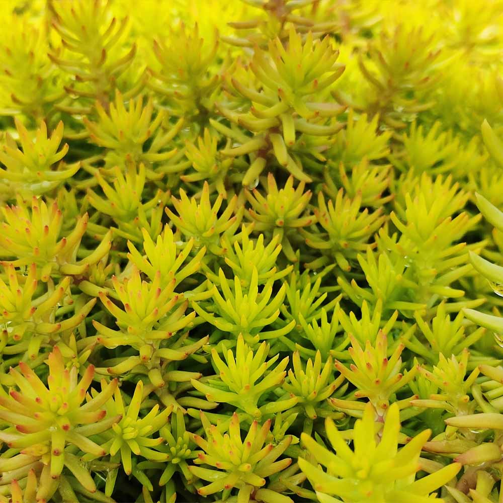 sedum reflexum gold