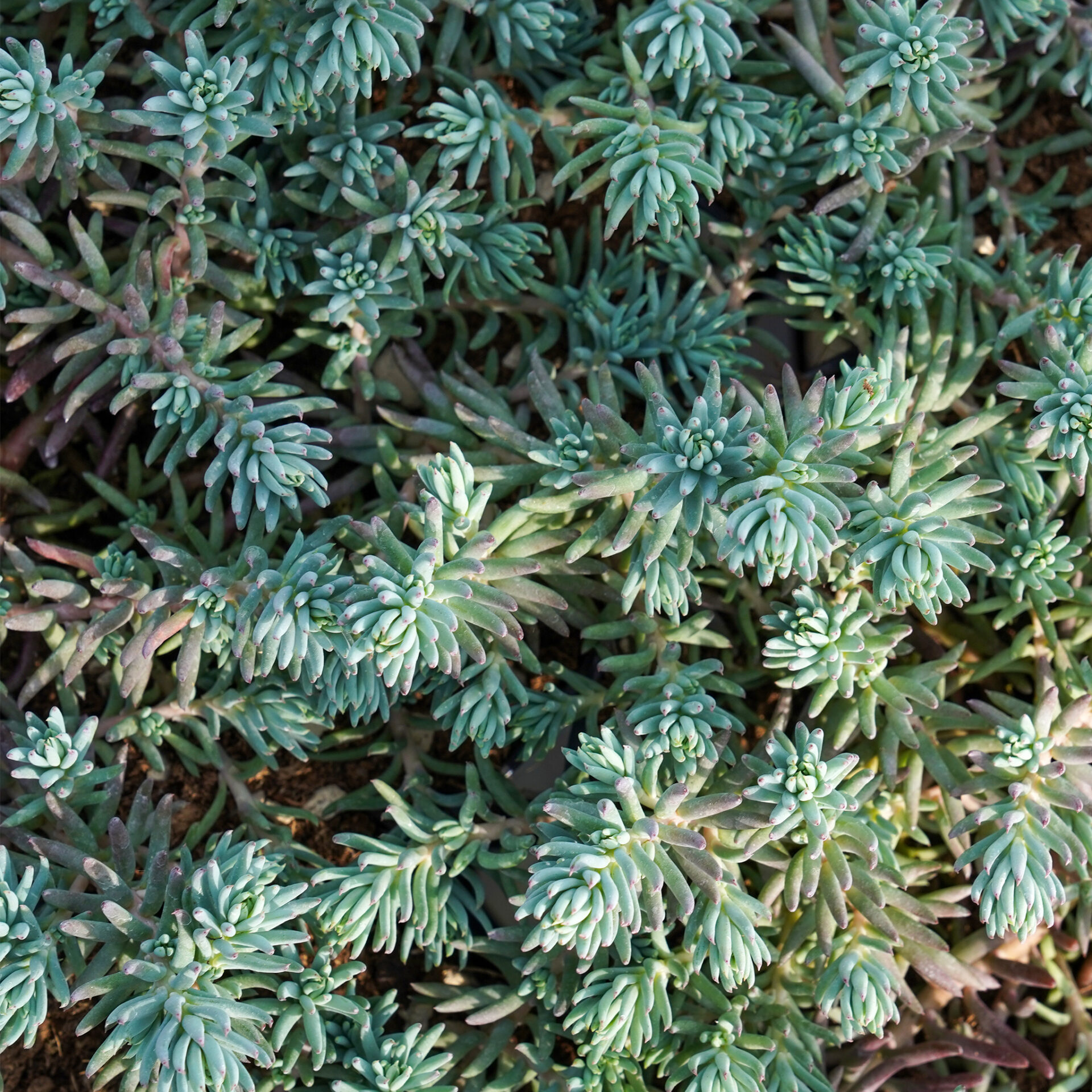 sedum reflexum