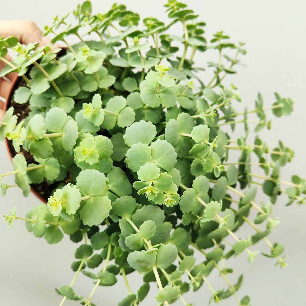 sedum sieboldii