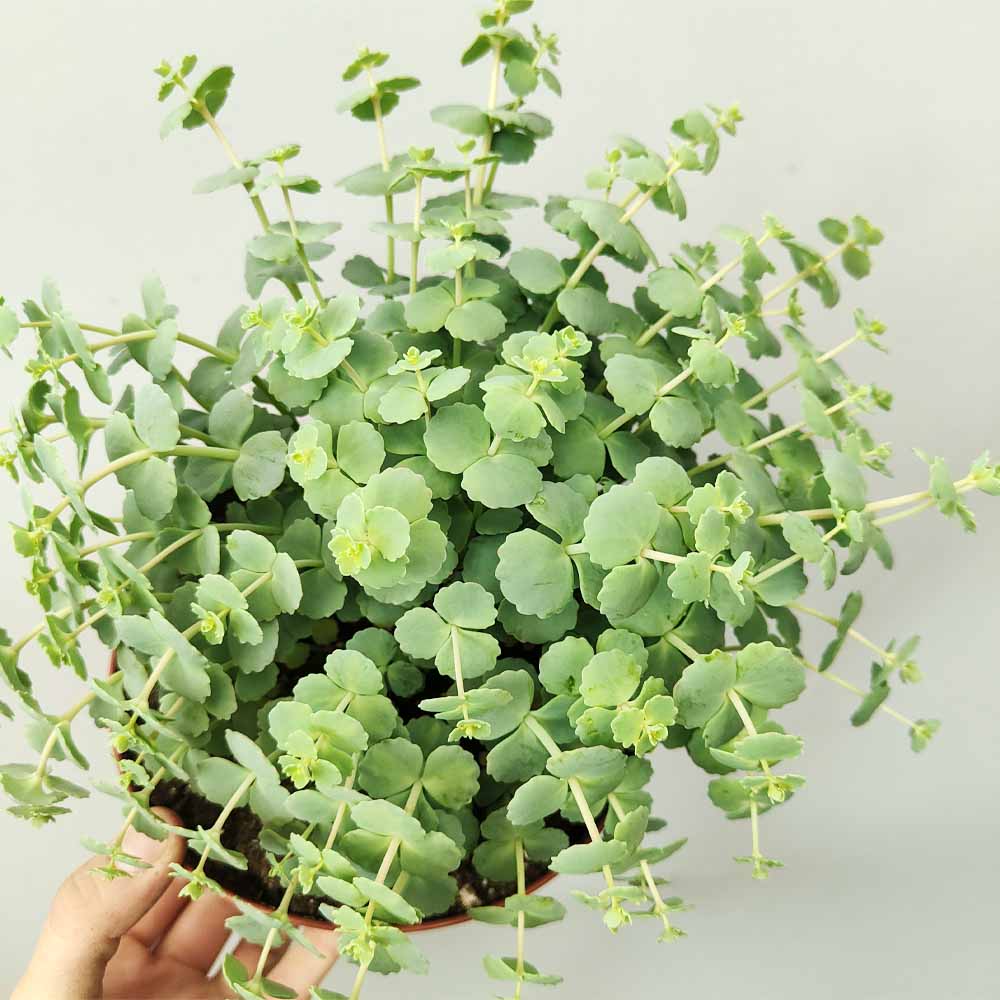 sedum sieboldii pianta