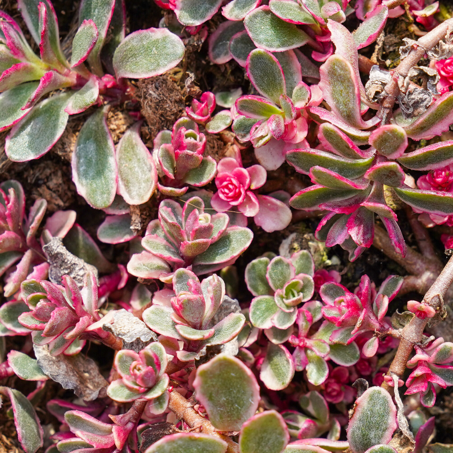 Sedum spurium tricolor