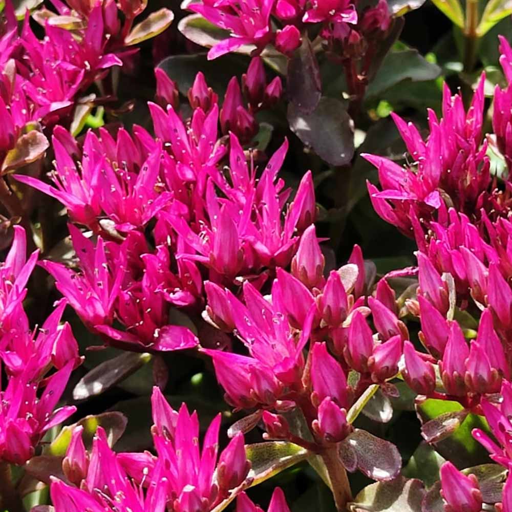 sedum spurium fiore