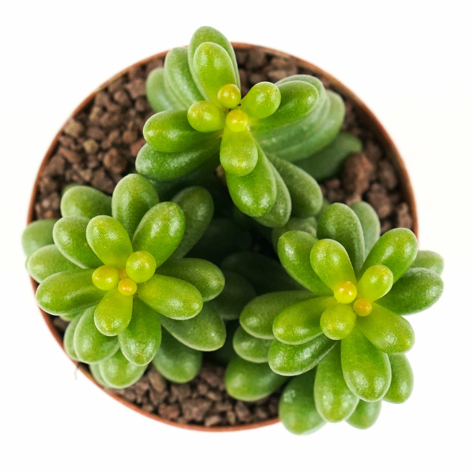 sedum hernandezii
