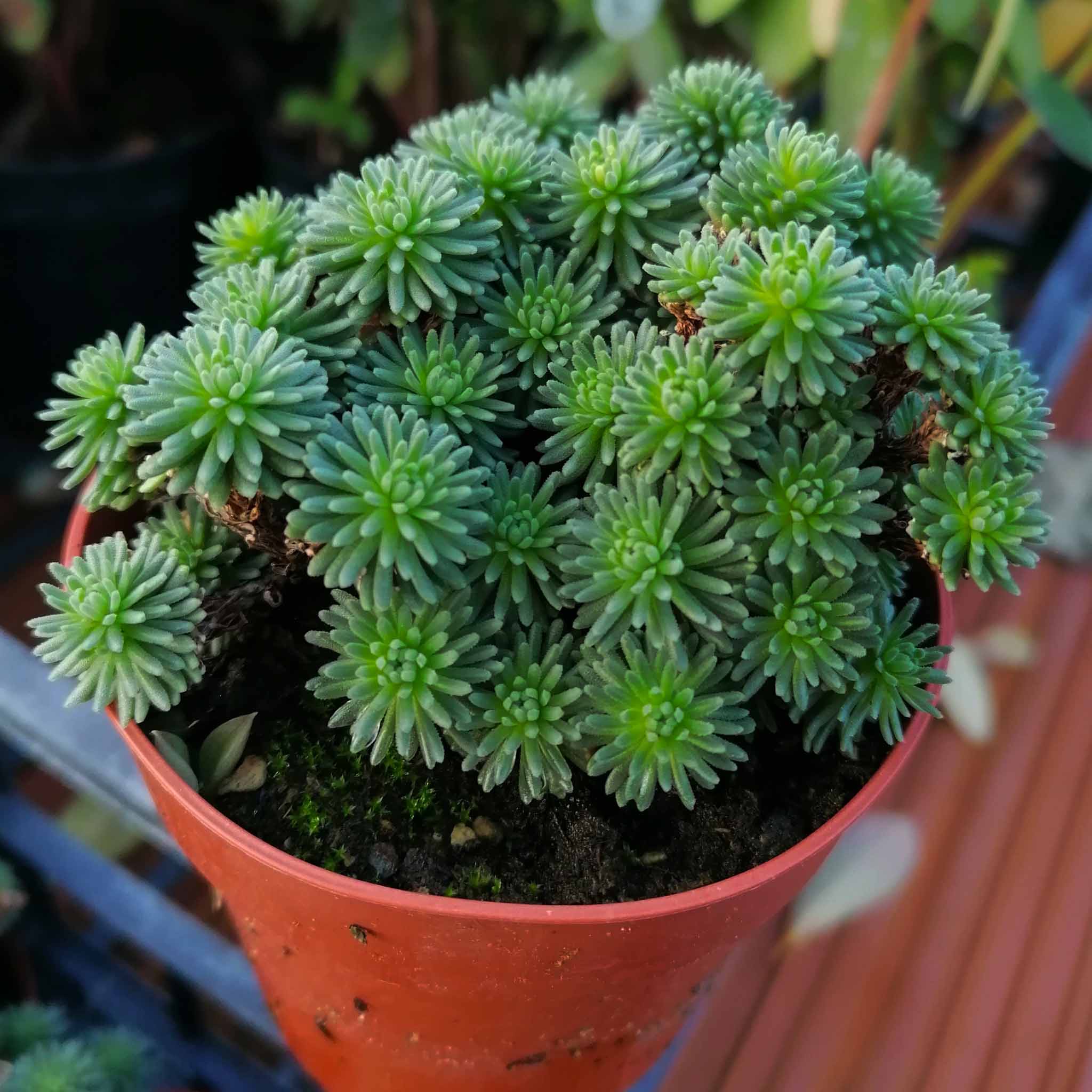 sedum multiceps