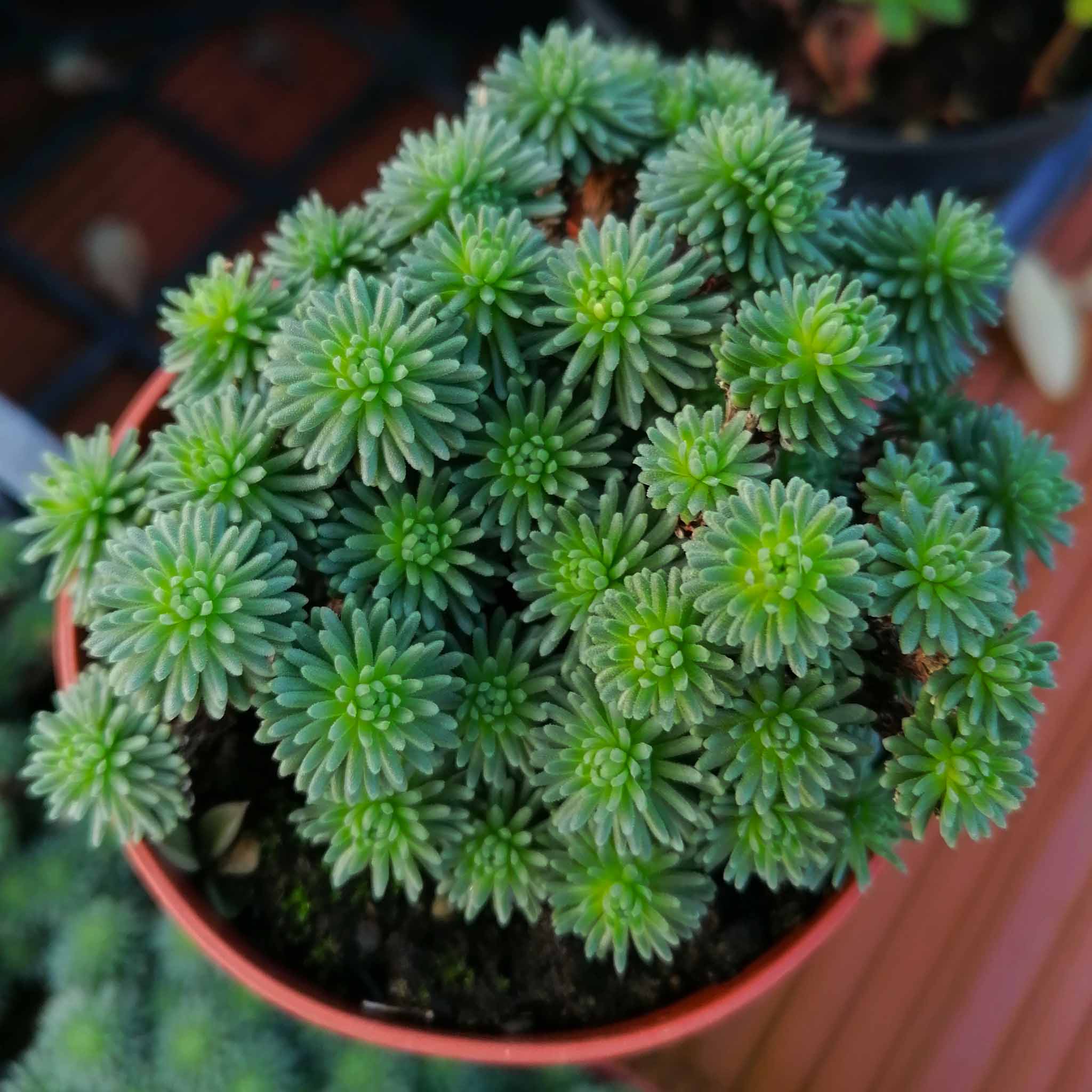 sedum multiceps