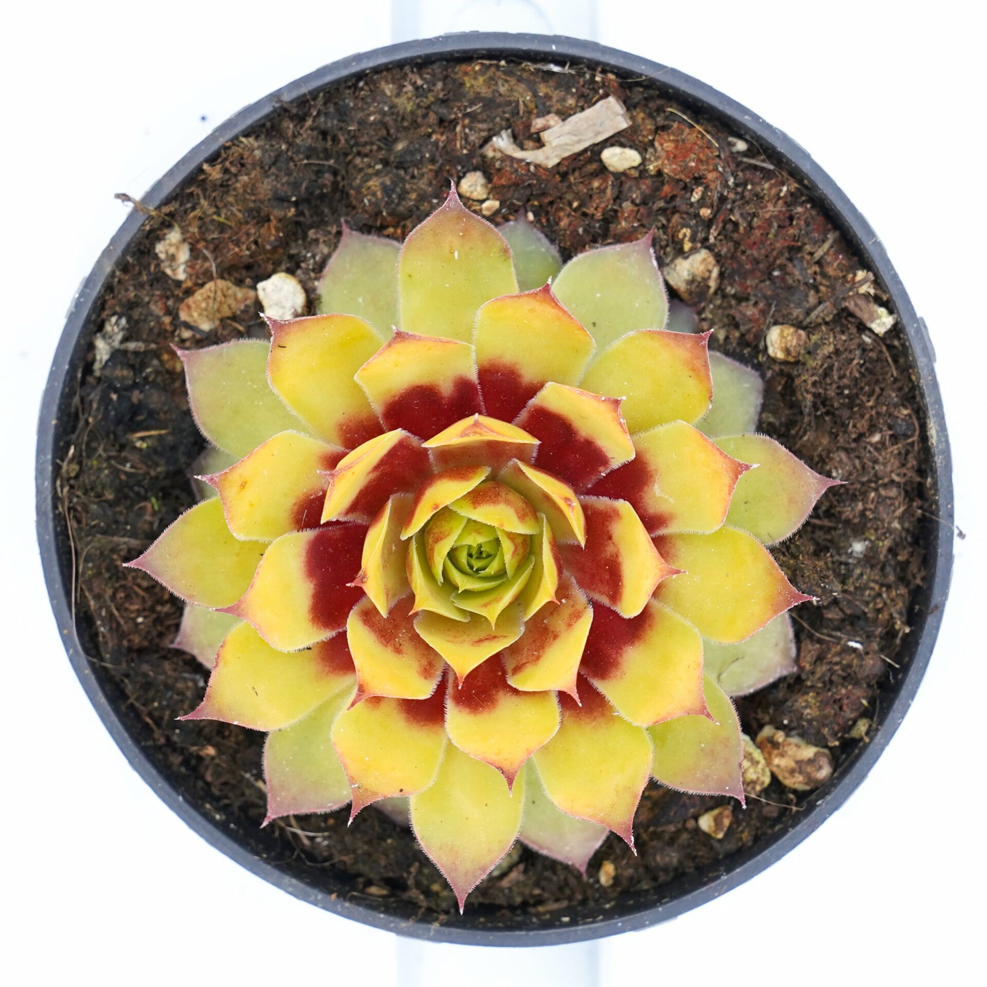 Sempervivum diana
