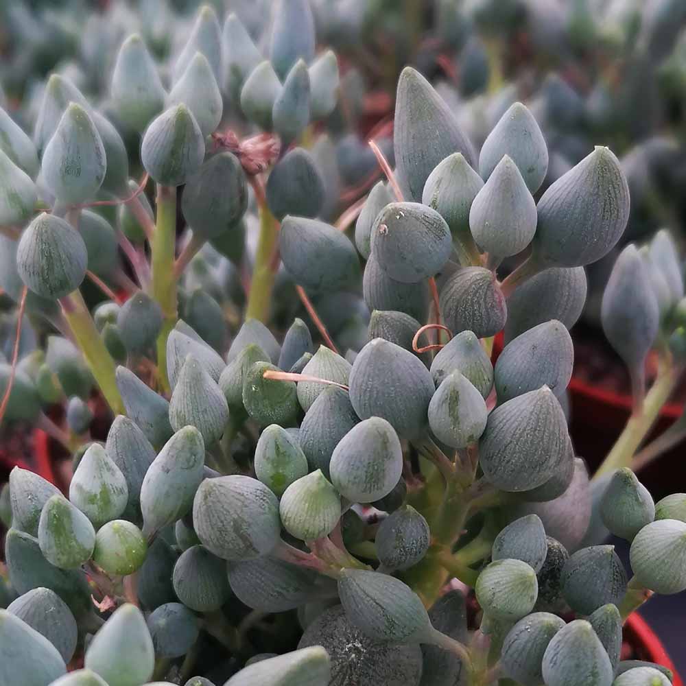 senecio citriformis dettaglio