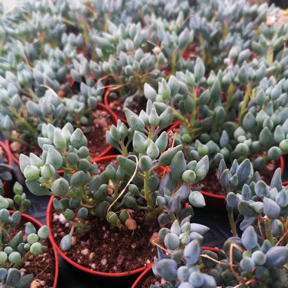senecio citriformis pianta